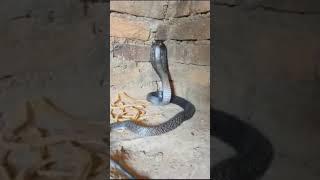 Dangerous cobra  #Nag saamp#viral #short