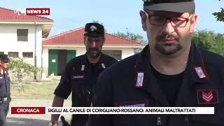 Sigilli al canile di Corigliano-Rossano: animali maltrattati