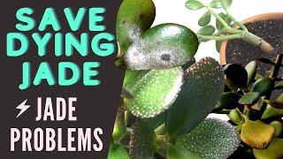 Jade Plant Problems and Pests | Save a DYING Crassula Ovata | MOODY BLOOMS