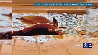 Hawaiian monk seal intentionally killed by blunt force trauma