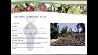 2010 ICPS conference lecture, Robert Cantley on Nepenthes conservation through cultivation