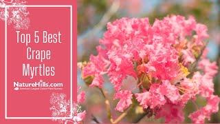 Top 5 Best Crape Myrtles | NatureHills.com