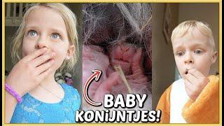 ER ZiJN BABY KONiJNTJES GEBOREN!  | Bellinga Vlog #2468