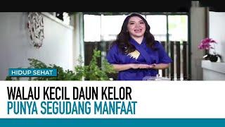 Ini Dia Khasiat Daun Kelor Si Kecil Dengan Sejuta Manfaat | Hidup Sehat TvOne