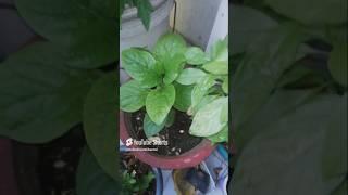 Malabar spinach #garden #organicgardening #malabarspinach