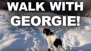 Walking with Georgie the Border Collie #VLOG