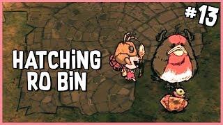  Hatching My Ro Bin | Don't Starve Hamlet Early Access Gameplay | Part 13