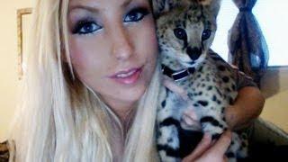 African Serval Kitten