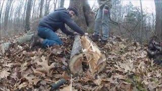 Traditional Bow Building - Part I - Harvesting The Bow Wood- Ancestral Knowledge