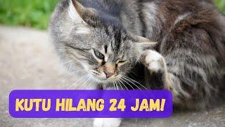 Kutu Kucing & Cara Menghilangkan Dalam Masa 24 Jam