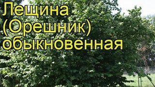 Лещина обыкновенная. Краткий обзор, описание характеристик, где купить саженцы, крупномеры