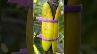 #Shorts #Mangoplantair-Layring #Mangoplant #youtubeshorts #Mita'sgardeningtrick #Gardening