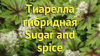 Тиарелла гибридная Шугар энд спайс. Краткий обзор, описание характеристик tiarella Sugar and spice