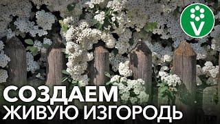 САМЫЕ НЕПРИХОТЛИВЫЕ КУСТАРНИКИ ДЛЯ ЖИВЫХ ИЗГОРОДЕЙ, а также важные нюансы создания живых изгородей