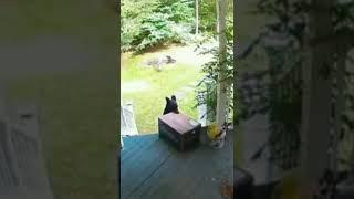 Bear steals package from front porch 