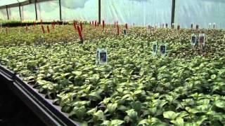 Grower Secrets - Southern Gardening TV, February 29, 2012