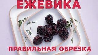 ЕЖЕВИКА. ПРАВИЛЬНАЯ обрезка формирование посадка и уход за ЕЖЕВИКОЙ / Blackberry clipping