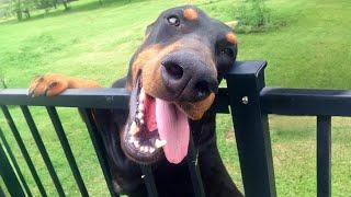 Funny DOBERMAN Dogs Will Make You Laugh More Than You Think