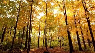 Осенний листопад. Музыка осени. Autumn leaf fall. Autumn music.