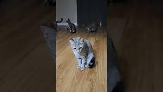 What's New Pussycat