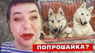 ЦИНИЧНЫЙ БИЗНЕС НА НЕСЧАСТНЫХ ЖИВОТНЫХ, ЛАЙКИ СОЛОВЬЕВА, КАК ЗАРАБАТЫВАЮТ ПОПРОШАЙКИ, РАЗОБЛАЧЕНИЕ