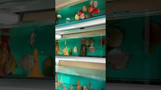 Сонячний ранок у Київі . #discus , #discusfishlover , #discusfishtank , #altum .