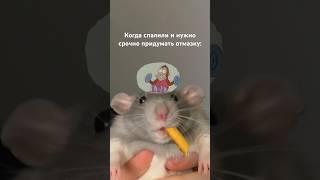 У всех такое было #emoji #pets #rat #крыса #animals #eat #милота #cute #крысы #спалился