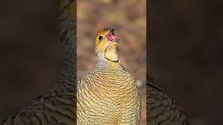 Bird | Original Sound | Partridge | Grey Frankolin | Teetar
