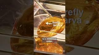 The 24-MILLION-Year-Old Firefly That’s Perfectly Preserved In Amber!