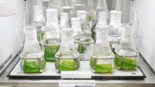 Inoculation of Microalgae