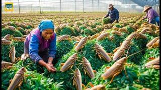 How Chinese People Consume Billions of Locusts Every Year, Earning Millions of Dollars - Locust Farm