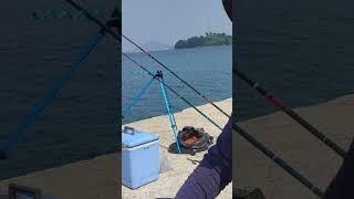 통영 광도면 방파제 감성돔 카고낚시는!Tongyeong Gwangdo-myeon Breakwater Black Sea Bream Cargo Fishing!