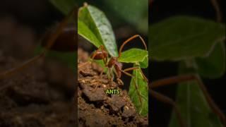 Leafcutter Ants: Nature's Tiny Farmers with Superhuman Strength #insect #insectmacro