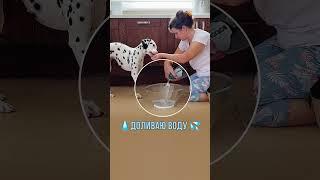 Трюк ПУЗЫРИ - обучалка #собака #далматин #дрессировка