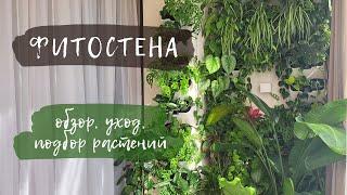 Фитостена | Обзор, уход, подбор растений