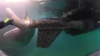 Underwater inspection with 360° camera | Diver's World