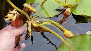 Нимфея Myra (Nymphaea Myra) живородящая!!!