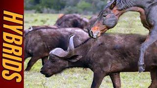 Hybridization Explained: The Genetic Barriers Between Horses and Buffalo