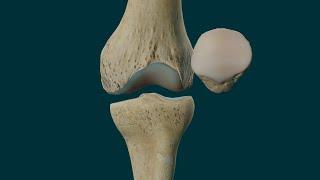 Articulación de la Rodilla