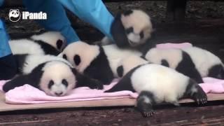 Fluffy panda cubs lying on blanket like stuffed-dolls