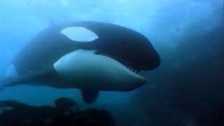 A Man Among Orcas | Orca, Indian ocean | Wildlife documentary