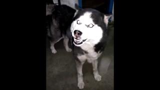 Angry Siberian husky attack