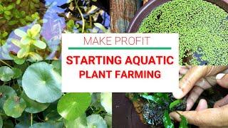 Starting Aquatic Plants Farm for Beginners| Easy to Grow and Care Aquatic Plants | Goldfish Update