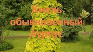 Хмель обыкновенный Ауреус (humulus lupulus)  хмель Ауреус обзор: как сажать саженцы хмеля Ауреус