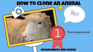 How to clone-How Dolly the sheep was cloned