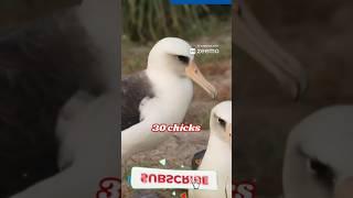Meet Wisdom: The 74-Year-Old Albatross and Oldest Wild Bird!"#widom #albatross #wimi #wissa