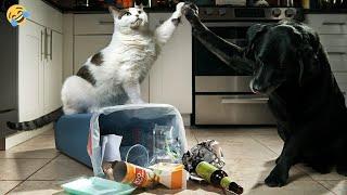  Viva the mess!  Funny video with dogs, cats and kittens! 