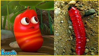 LARVA | Red And Yellow | CARTOON MOVIE FOR LIFE |THE BEST OF CARTOON | HILARIOUS CARTOON COMPILATION