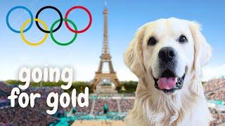 Golden Retriever Takes Home the Gold!