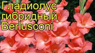 Гладиолус гибридный Берлускони. Краткий обзор, описание характеристик, где купить луковицы